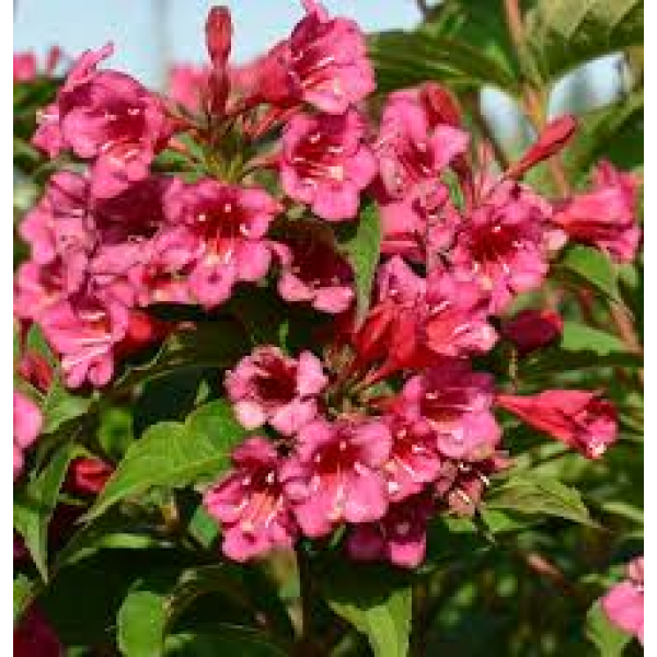 Вейгела Bristol Ruby на штамбі