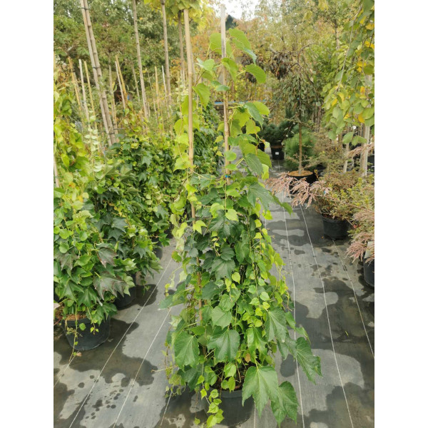 Виноград триостренний Вічі / Veitchi