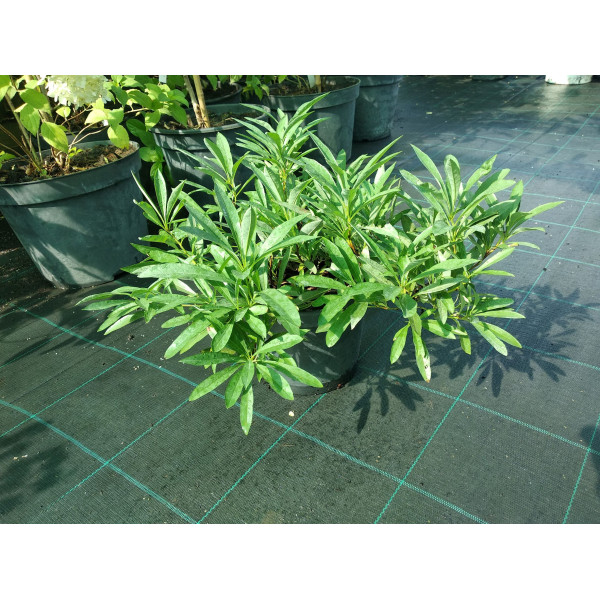 Вишня карликова Depressa