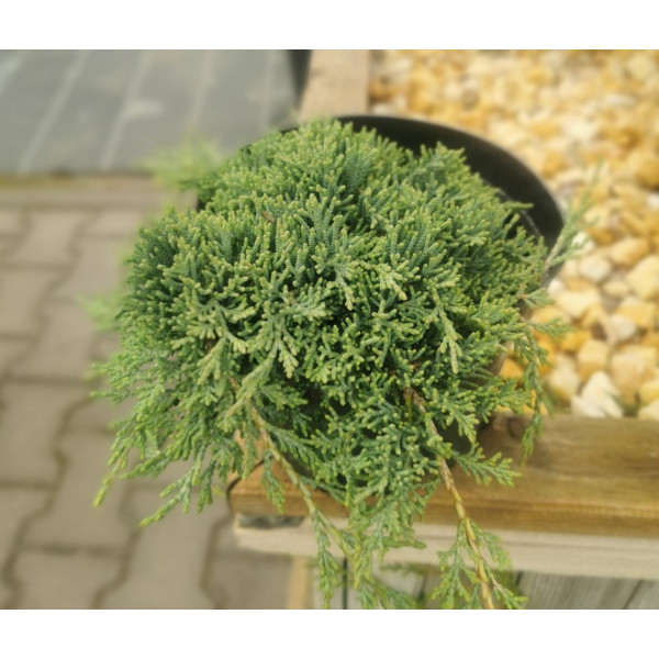 Ялівець горизонтальний Icee Blue, 3л