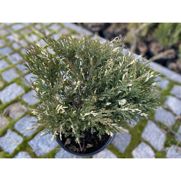 Ялівець Andorra Variegata, C7,5