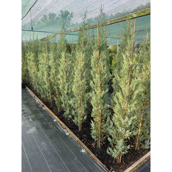 Ялівець скельний Blue Arrow, 1,2 м