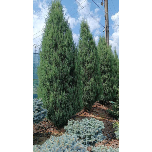 Ялівець скельний Blue Arrow 4.4 м Extra