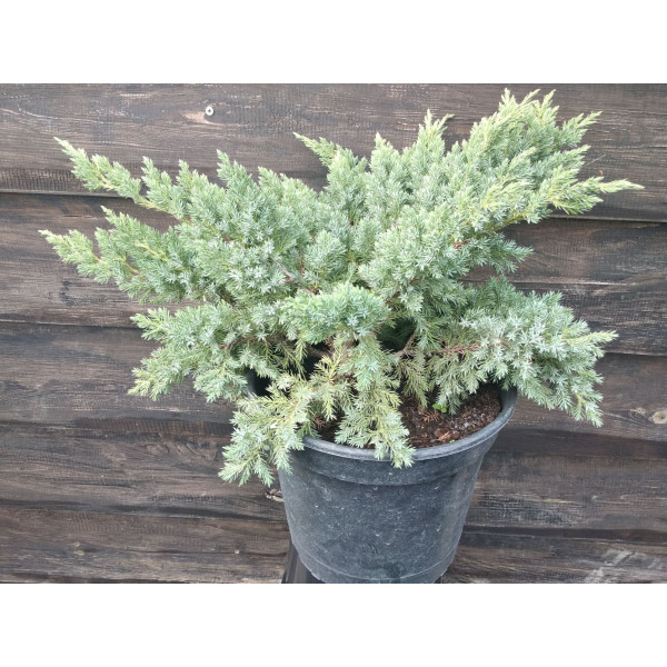 Ялівець лускатий Blue Swede 50 см