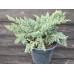Можжевельник чешуйчатый Blue Swede 50 см