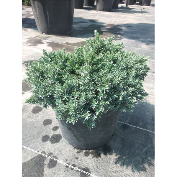 Можжевельник чешуйчатый Blue Star, С7.5