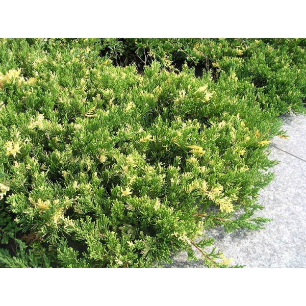 Ялівець китайський Ekspansa Variegata, C10