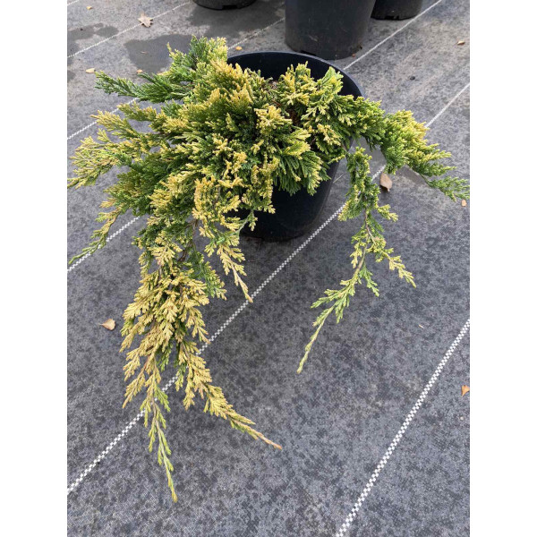 Ялівець горизонтальний Golden Carpet, 3л