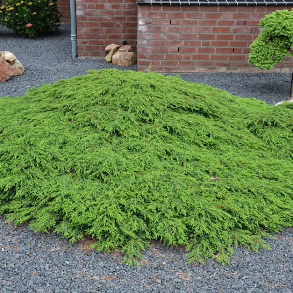 Ялівець Green Carpet 40-50 см