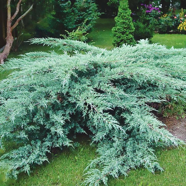 Ялівець віргінський Grey Owl, C10