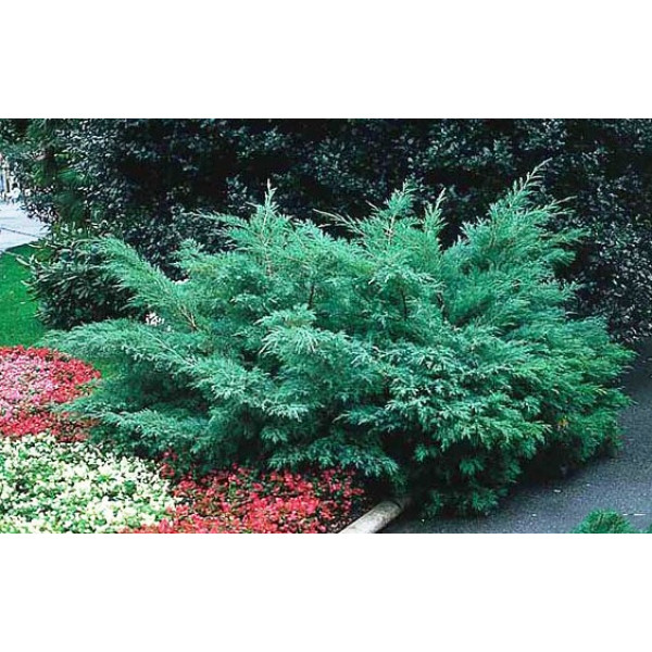 Ялівець віргінський Hetz на бамбуке