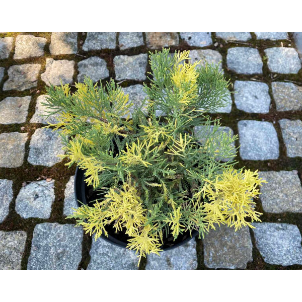 Ялівець віргінський Hetz варієгата, C10