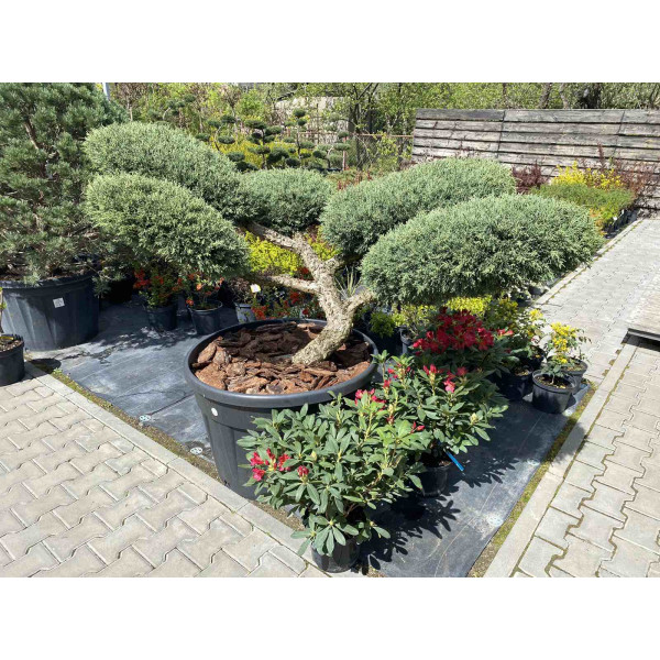 Ялівець середній Hetzii сформований (бонсай)