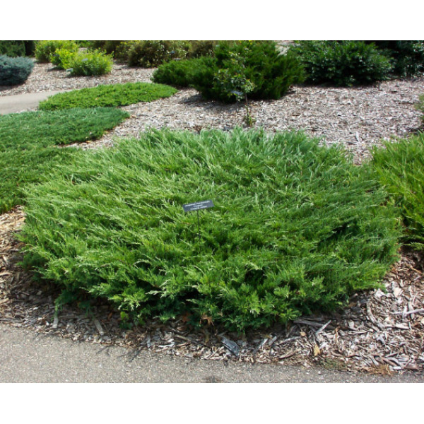 Ялівець горизонтальний Hughes, C10