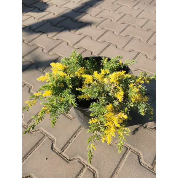 Ялівець прибережний Golden Wings, C7,5