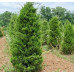 Можжевельник виргинский Canaertii, С20 Можжевельник виргинский Canaertii, С20