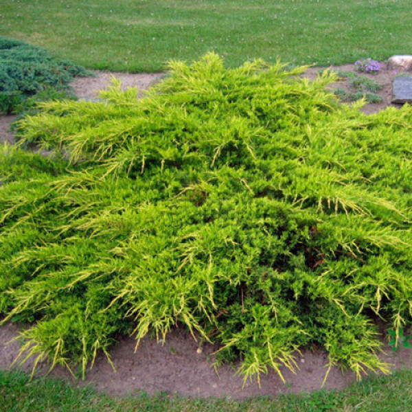 Ялівець китайський Kuriwao Gold, C5