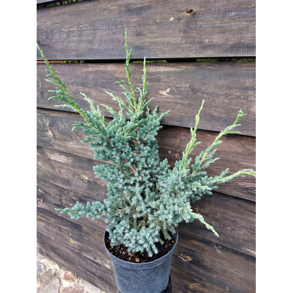 Ялівець лускатий Meyeri