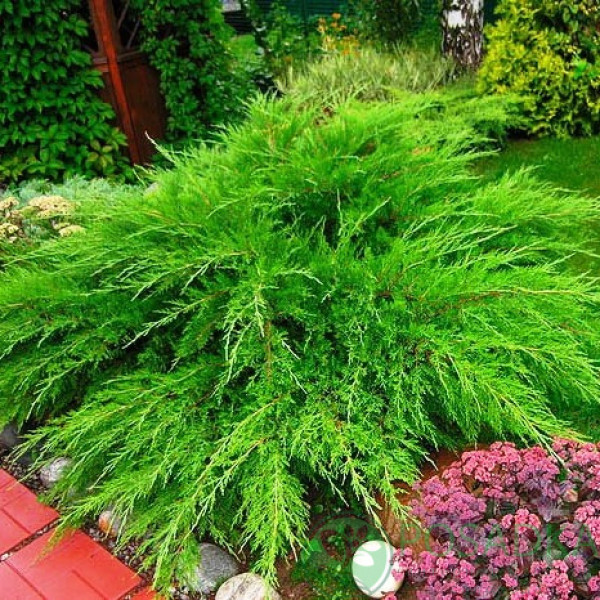 Ялівець середній Mint Julep, C7,5