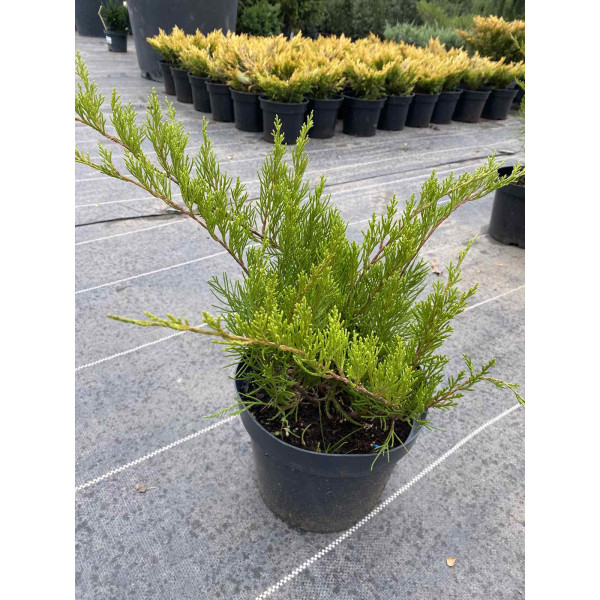 Ялівець середній Mint Julep, 3 л