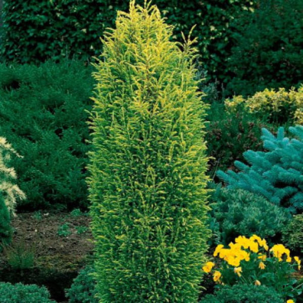 Ялівець Gold Cone, 10л