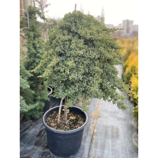 Ялівець Nana на штамбі, Ра60 см