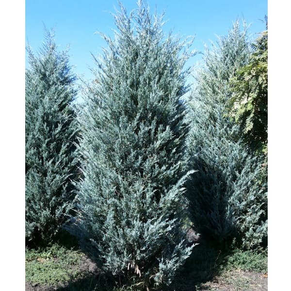 Ялівець скельний Moonglow, C5