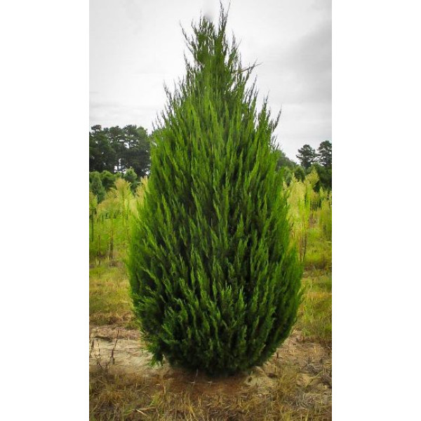 Ялівець китайський Spartan, C3