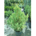 Ялівець китайський Stricta