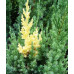 Ялівець китайський Stricta Variegata, С15 Ялівець китайський Stricta Variegata, С15