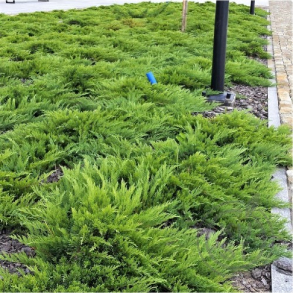 Ялівець казацький Tamariscifolia