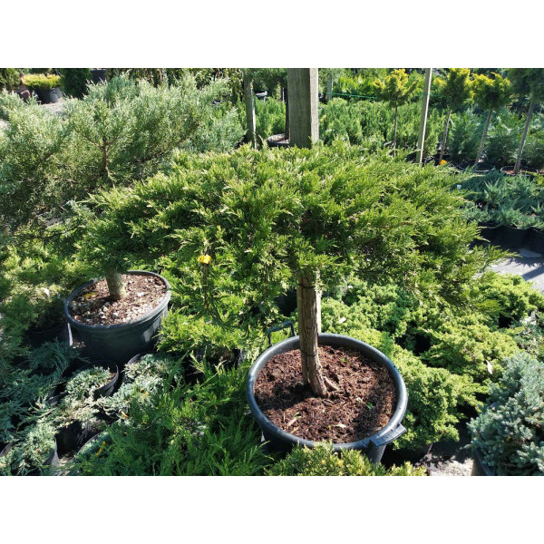 Ялівець казацький Tamariscifolia на штамбі