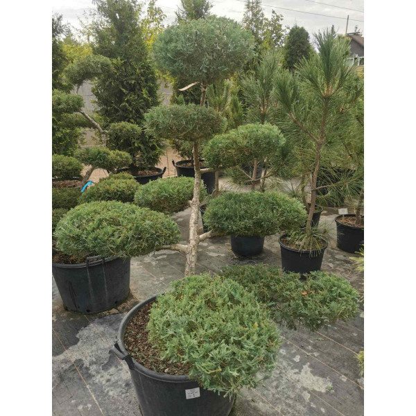 Ялівець Hetz (бонсай) Н1,3 м