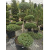 Ялівець Hetz (бонсай) Н1,3 м