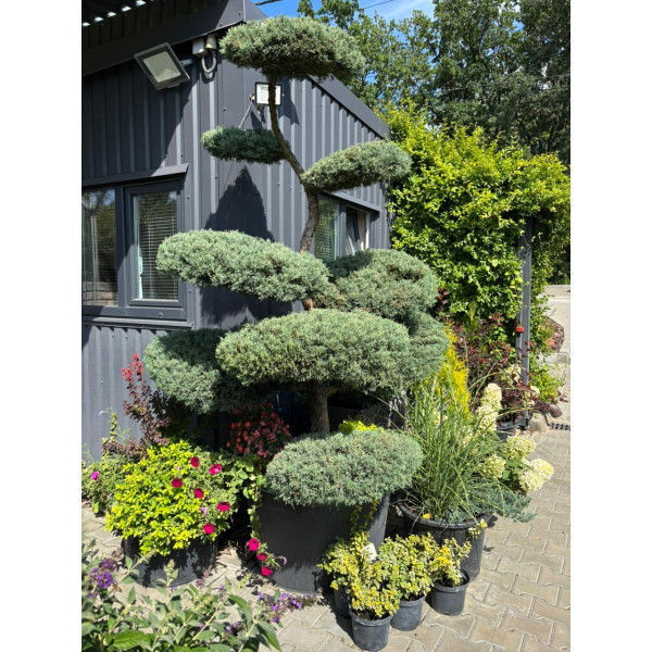 Ялівець Hetz (бонсай) 2 м