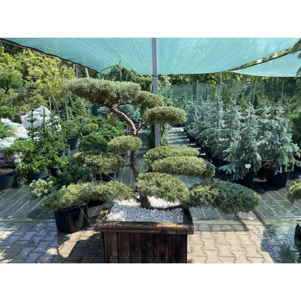 Ялівець Grey Owl (бонсай)