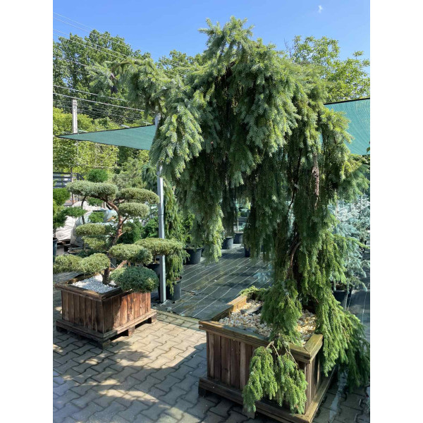 Ялина Omorika Pendula, H2+м