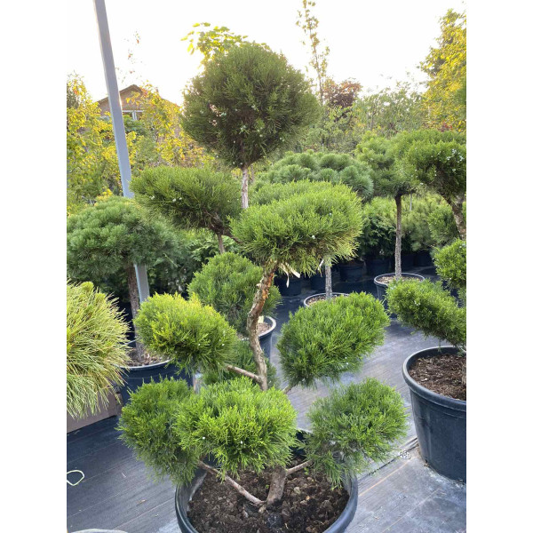 Ялівець Mint Julep (бонсай) Н1,4 м