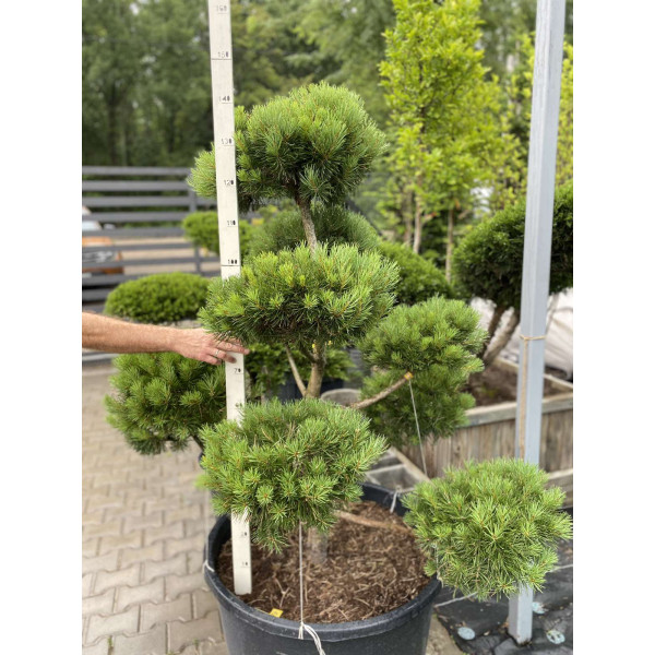 Сосна Norske (бонсай)