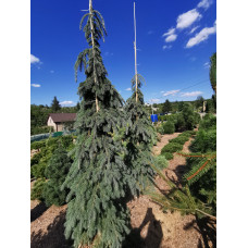 Ялина колюча Glauca Pendula, 3 м