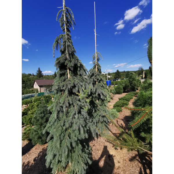 Ялина колюча Glauca Pendula, 3 м