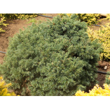 Ялиця субальпійська Green Globe, С5 Ялиця субальпійська Green Globe, С5