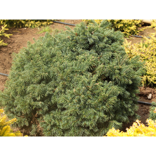 Ялиця субальпійська Green Globe, С5