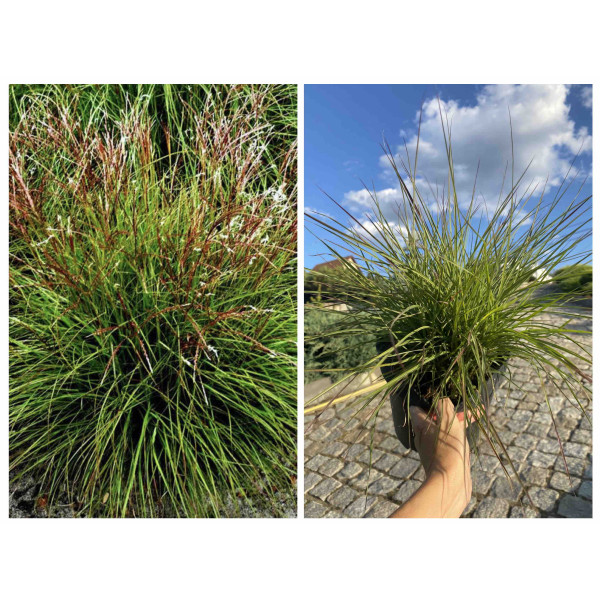 Міскантус китайський  Cute One 3л