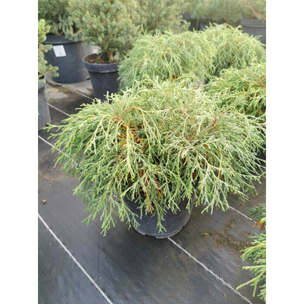 Кипарисовик горіхоплідний Filifera Nana, C10