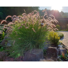 Многолетники и злаки