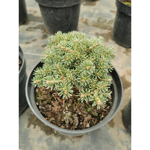 Ялиця корейська Blauer Eskimo, C5