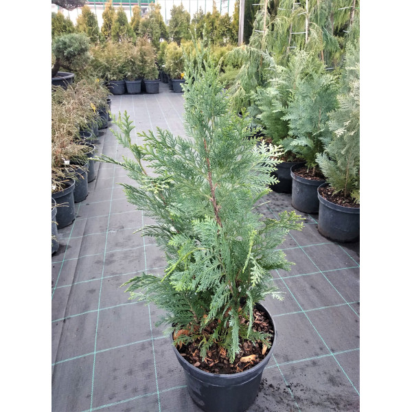 Кипарисовик Лавсона Columnaris, С20