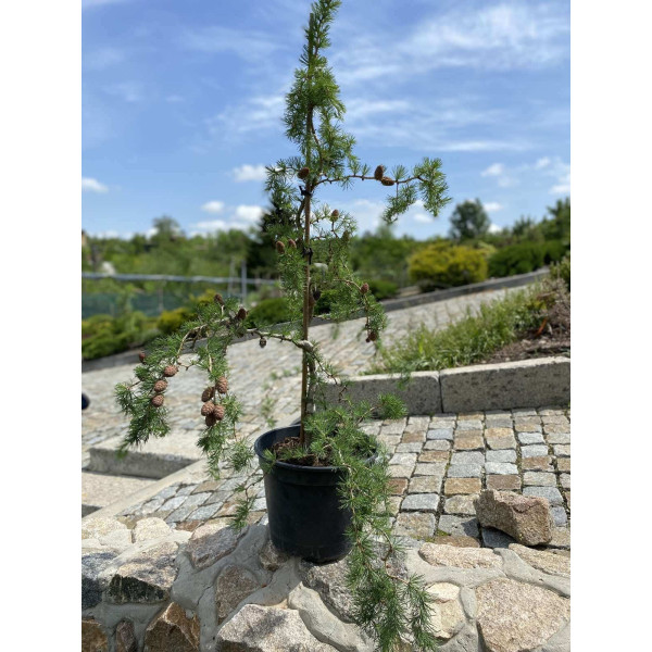 Модрина японська Diana