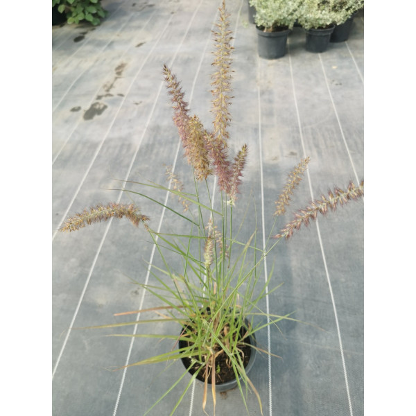 Пеннісетум східний Flamingo 3л